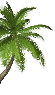Canarias Palm
